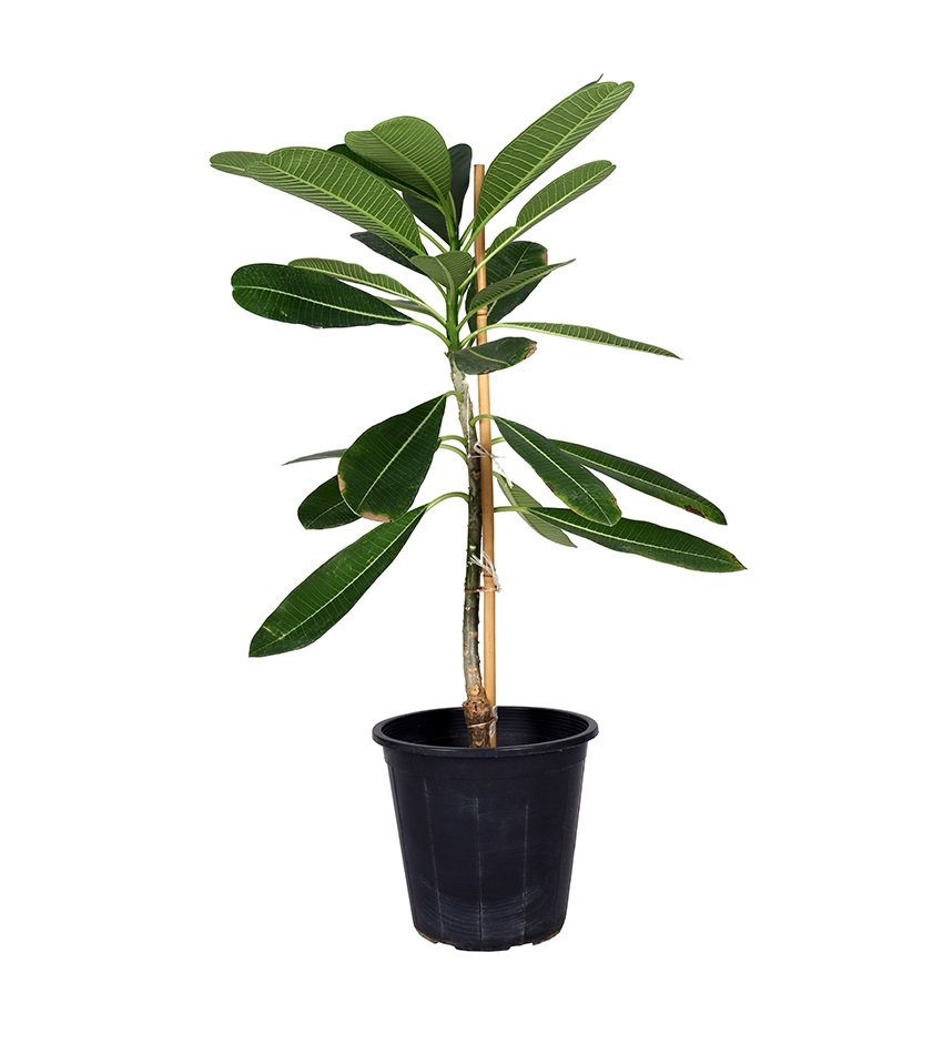 بلوميريا (فتنة) (حجم صغير)