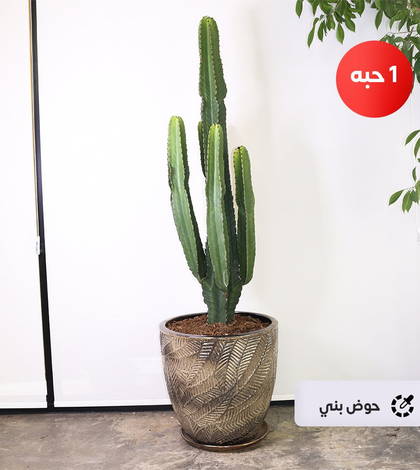 Cactus – (1) Piece in a Ceramic or Concrete Pot