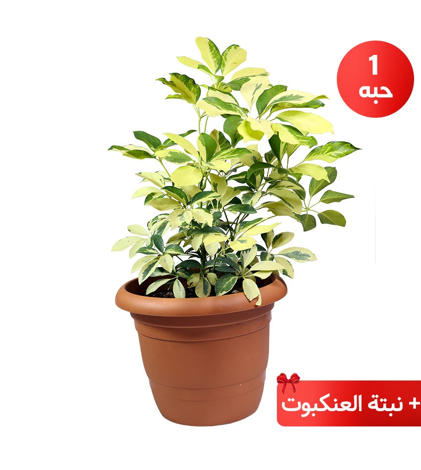 Yellow Schefflera + Croton + Ficus Benjamina