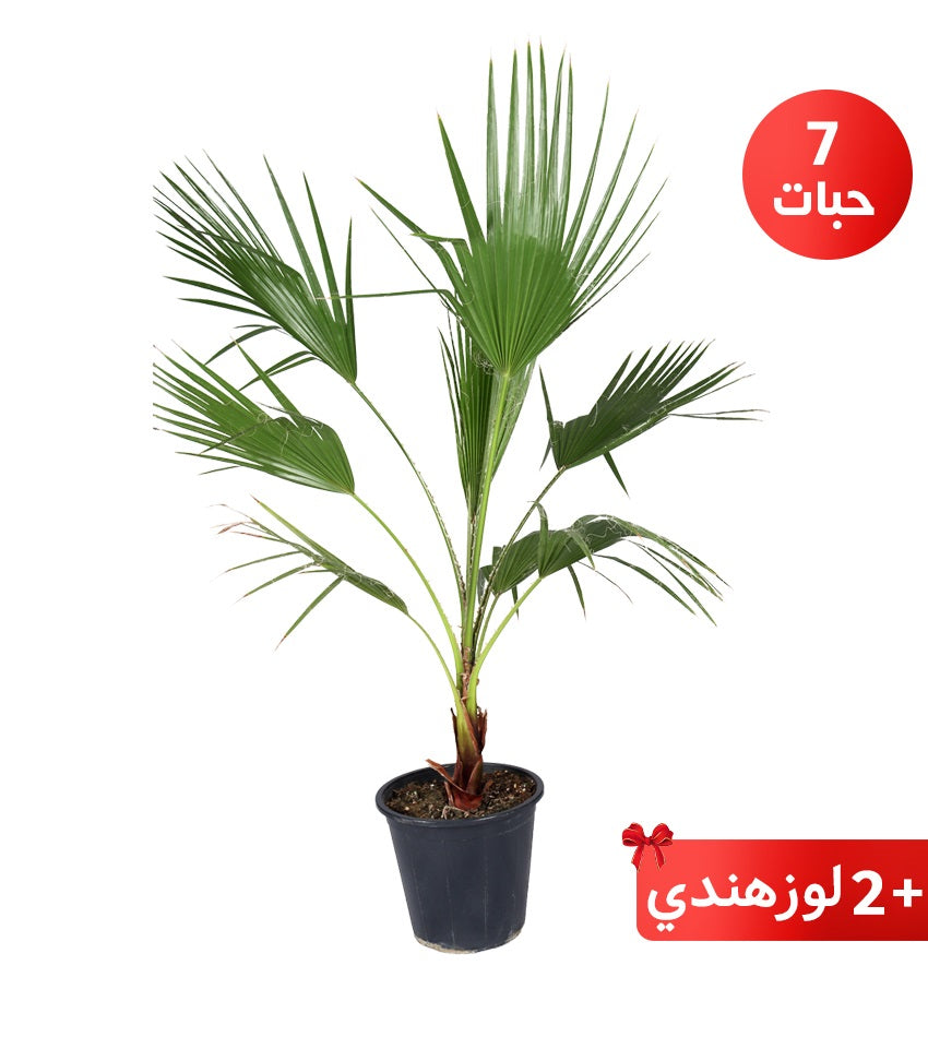 Washingtonia Palm – 7 Medium-Size Plants