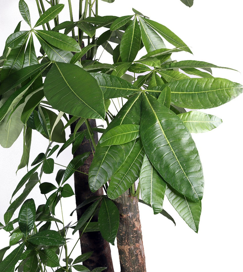 Giant Pachira Plant in a Fiberglass Pot