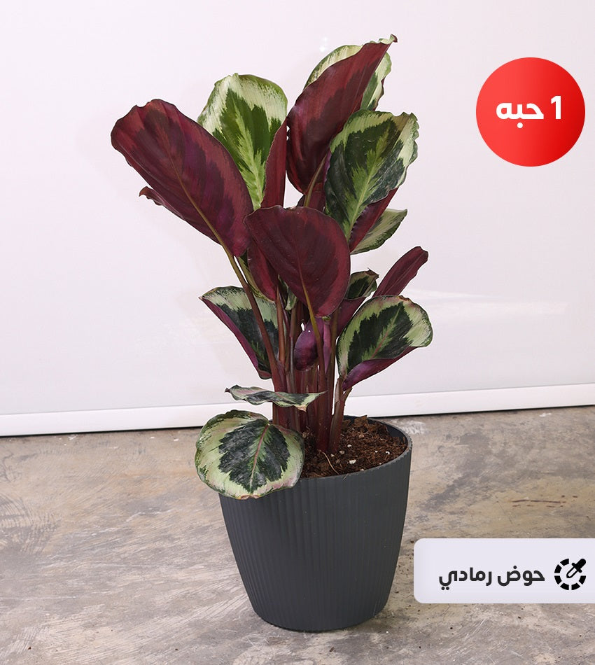 Dieffenbachia – Calathea roseopicta – Red Dracaena – Chamaedorea - Free Fertilizer Bottle