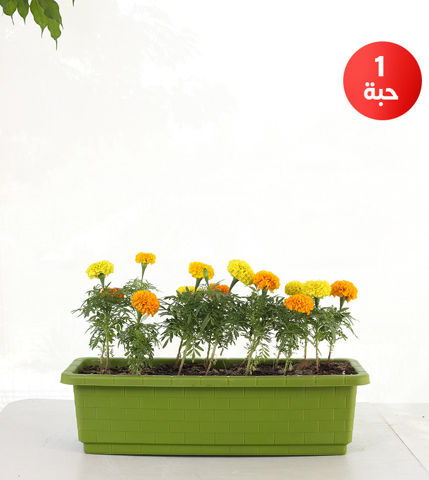 Marigold in rectangular plastic pot (Small size)