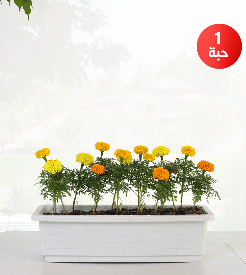 Marigold in rectangular plastic pot (Small size)