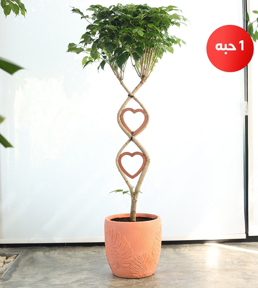 Chinese Bride (Heart Shaped)