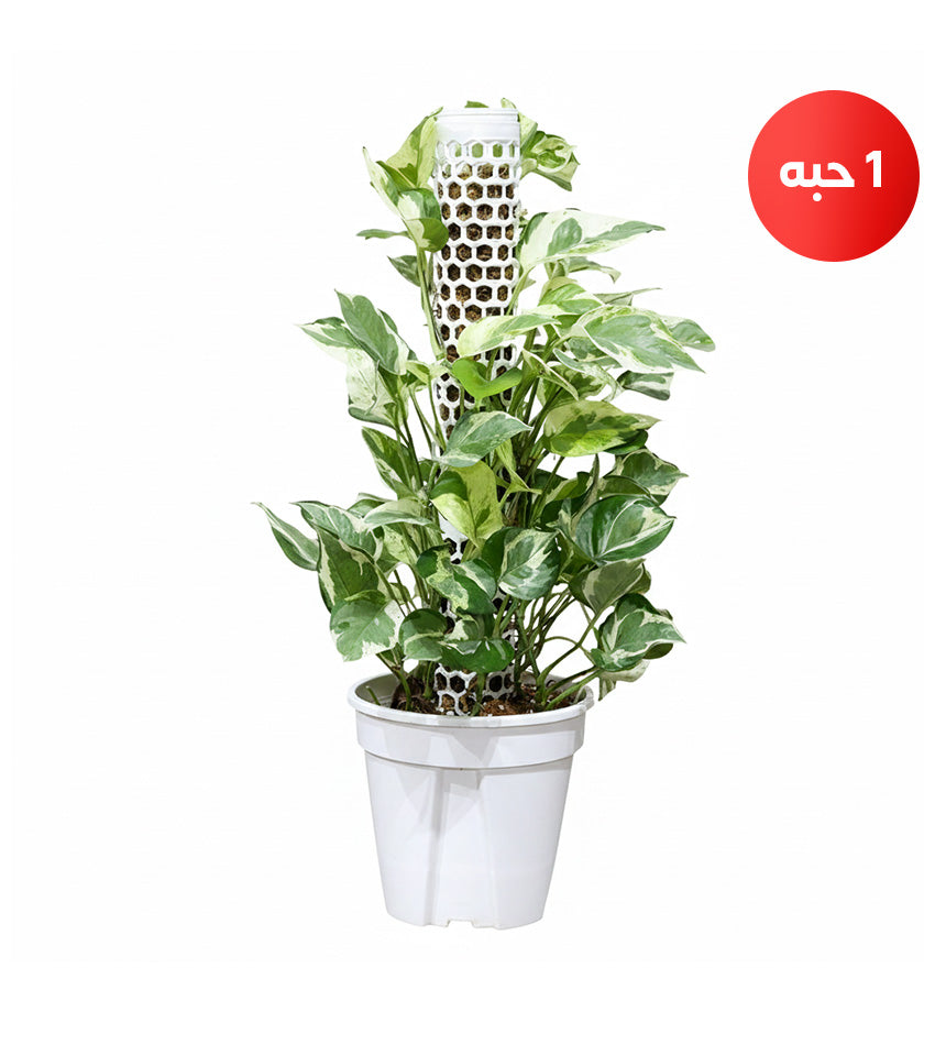 Variegated Thai Pothos