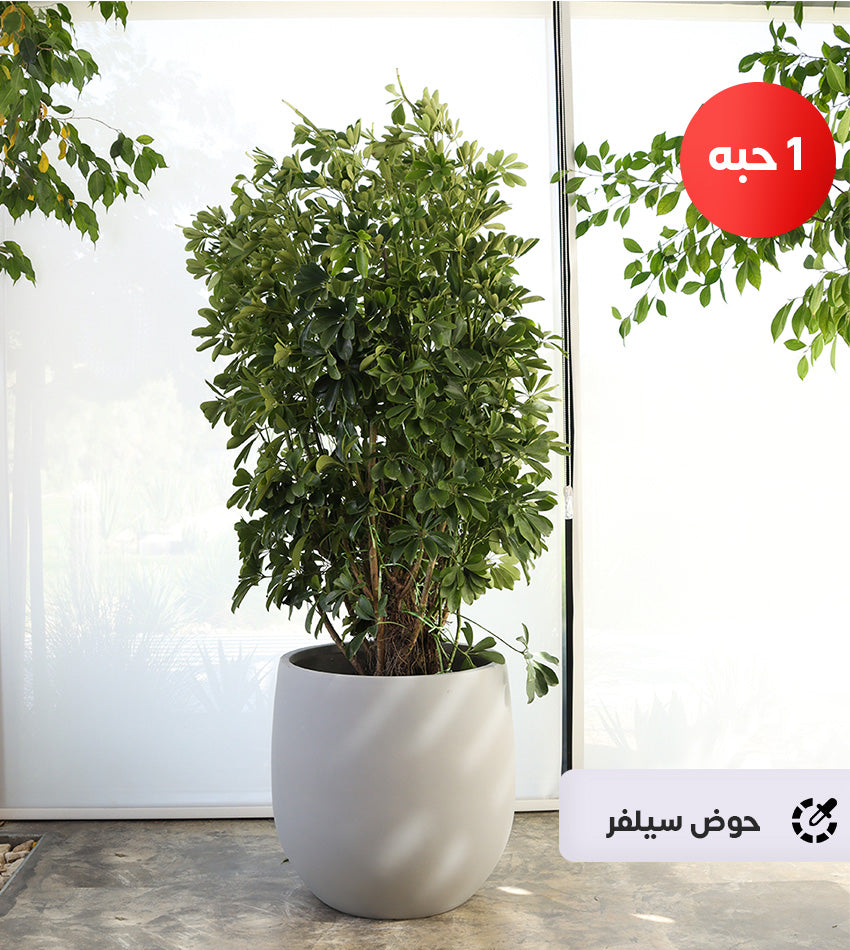 Large Schefflera in a fiberglass pot