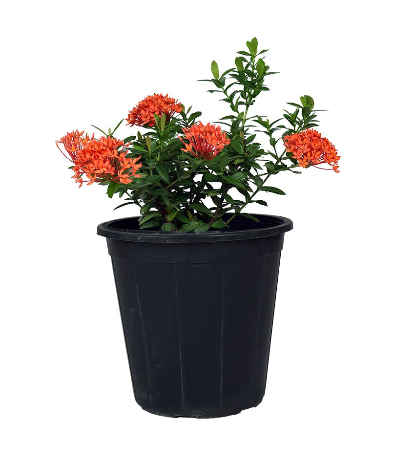 نبات إكسورا