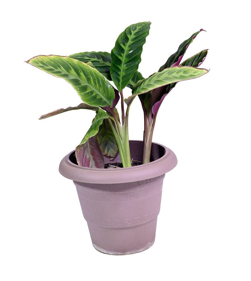 Calathea Medallion