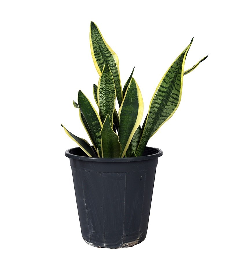 Yellow Sansevieria