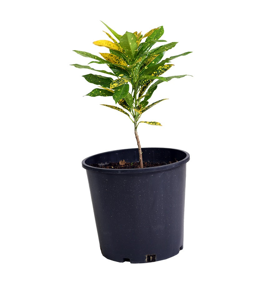 Gold Dust Croton