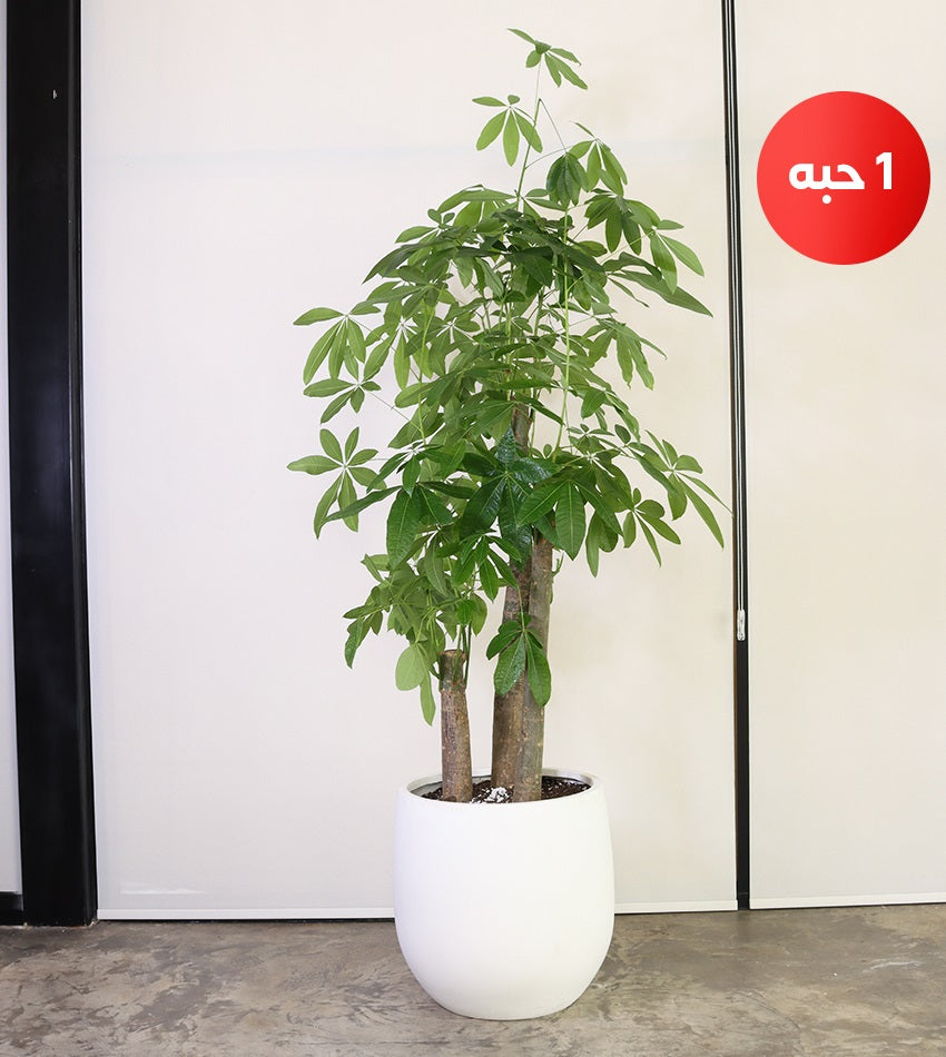 Giant Pachira Plant in a Fiberglass Pot
