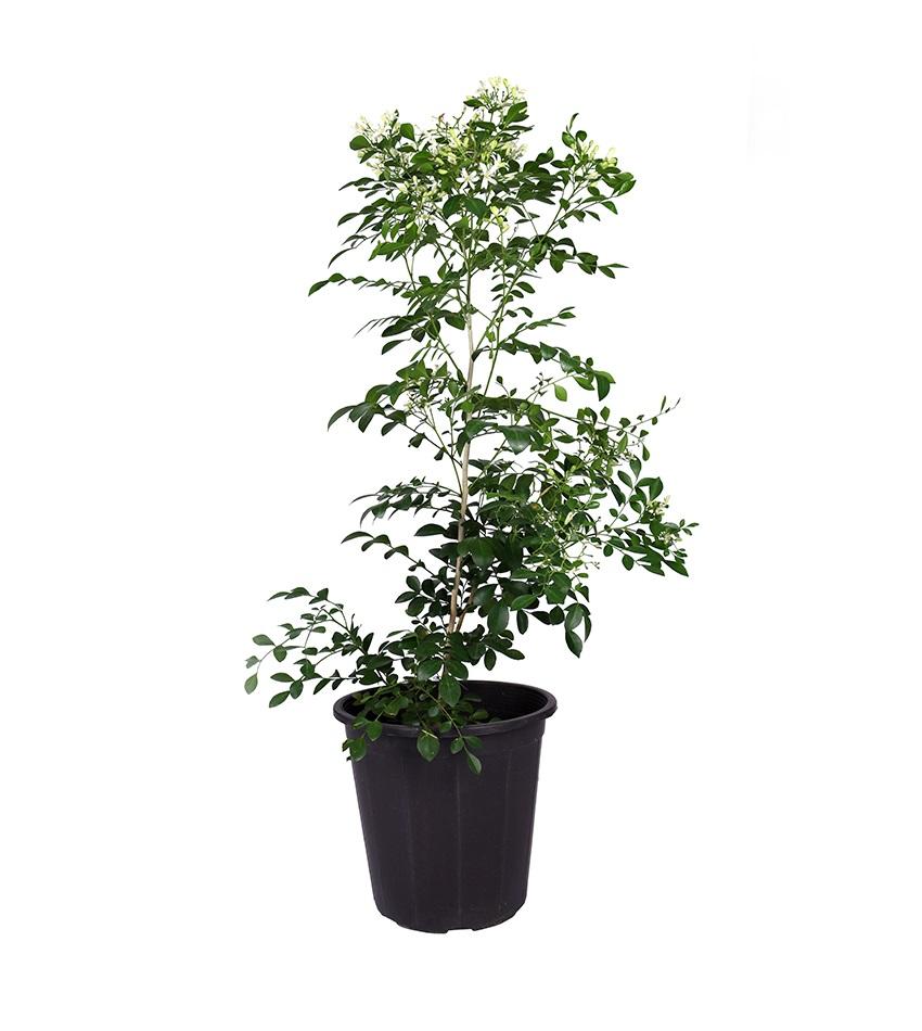 ياسمين مغربي (الياسمين البلدي المتسلق)