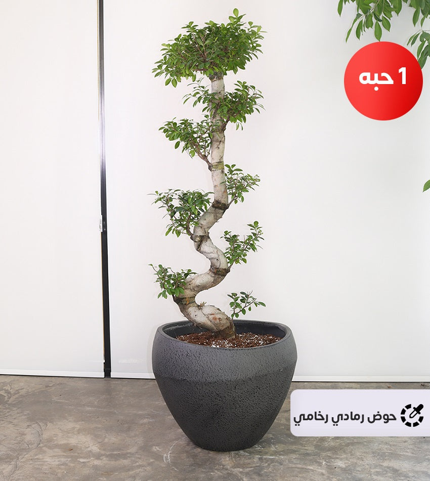 Large Ficus Bonsai – 1 Piece with a Fiberglass Pot