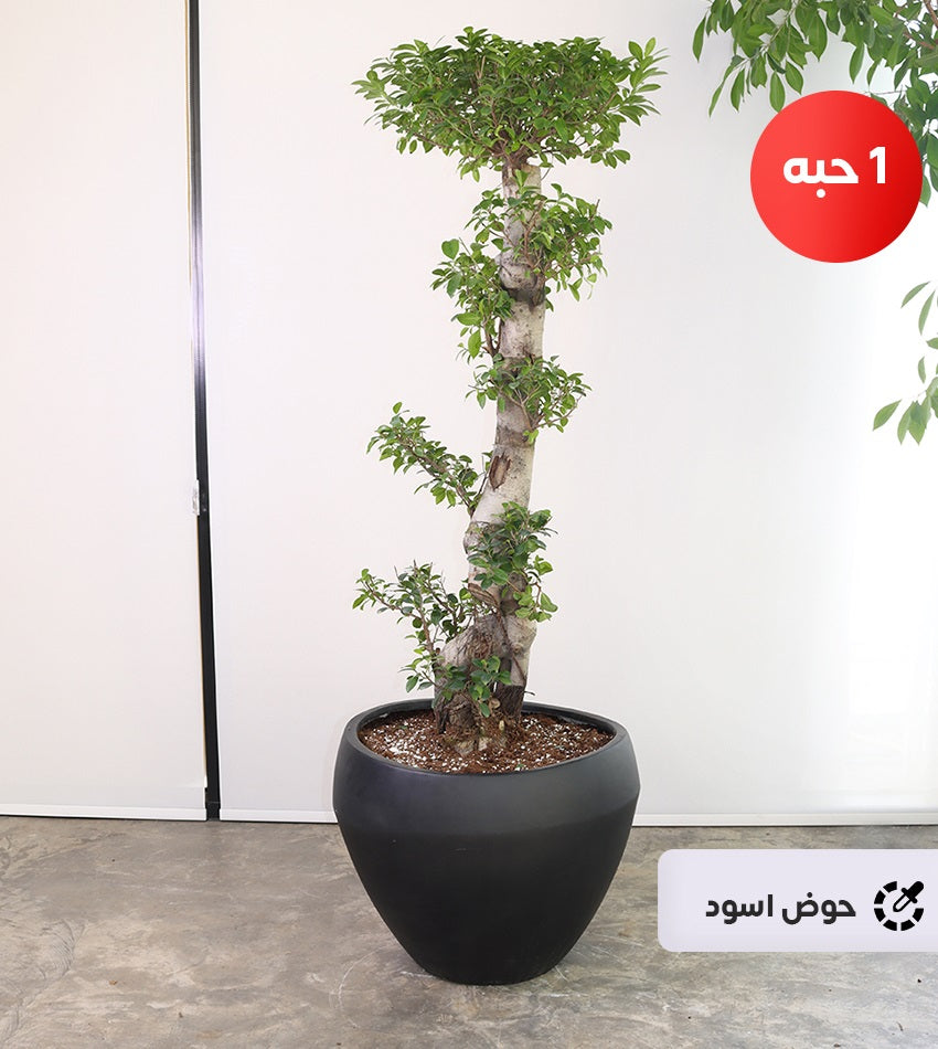 Large Ficus Bonsai – 1 Piece with a Fiberglass Pot