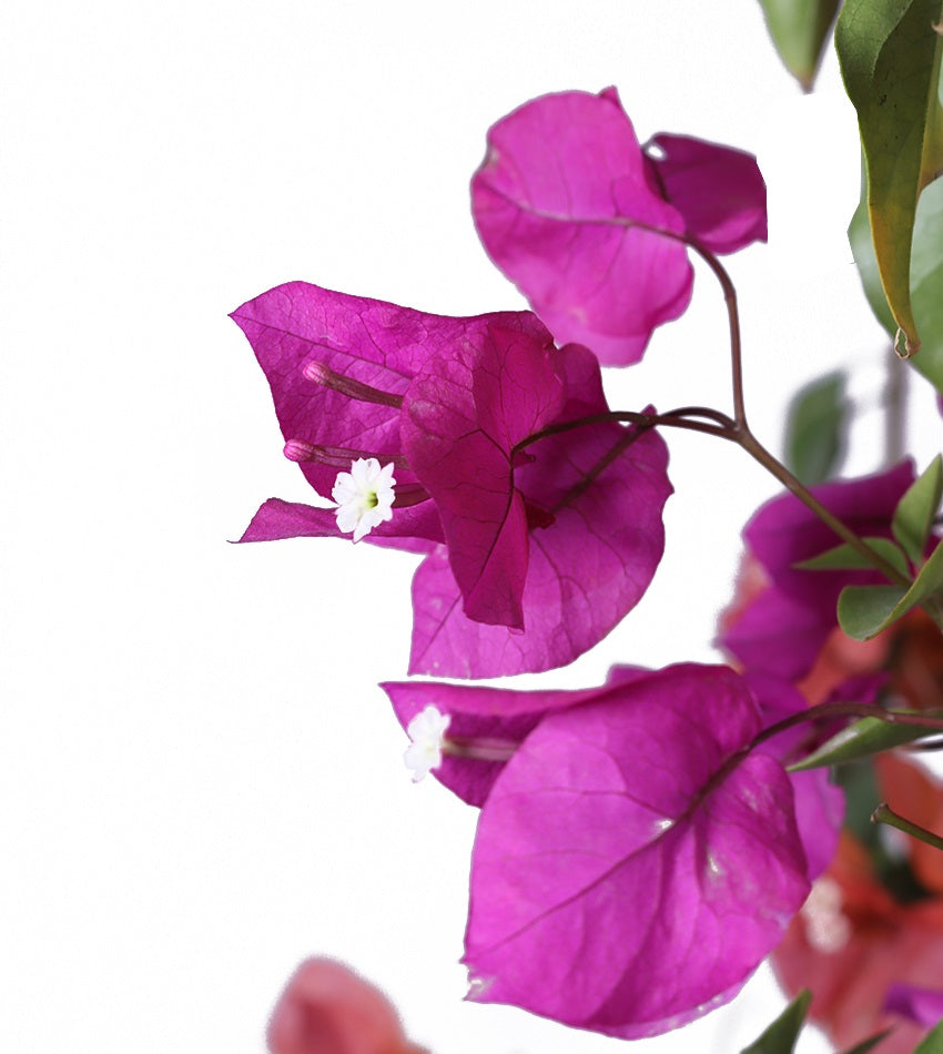 جهنمية متسلقة – (2) قطع حجم كبير بحوض تركي