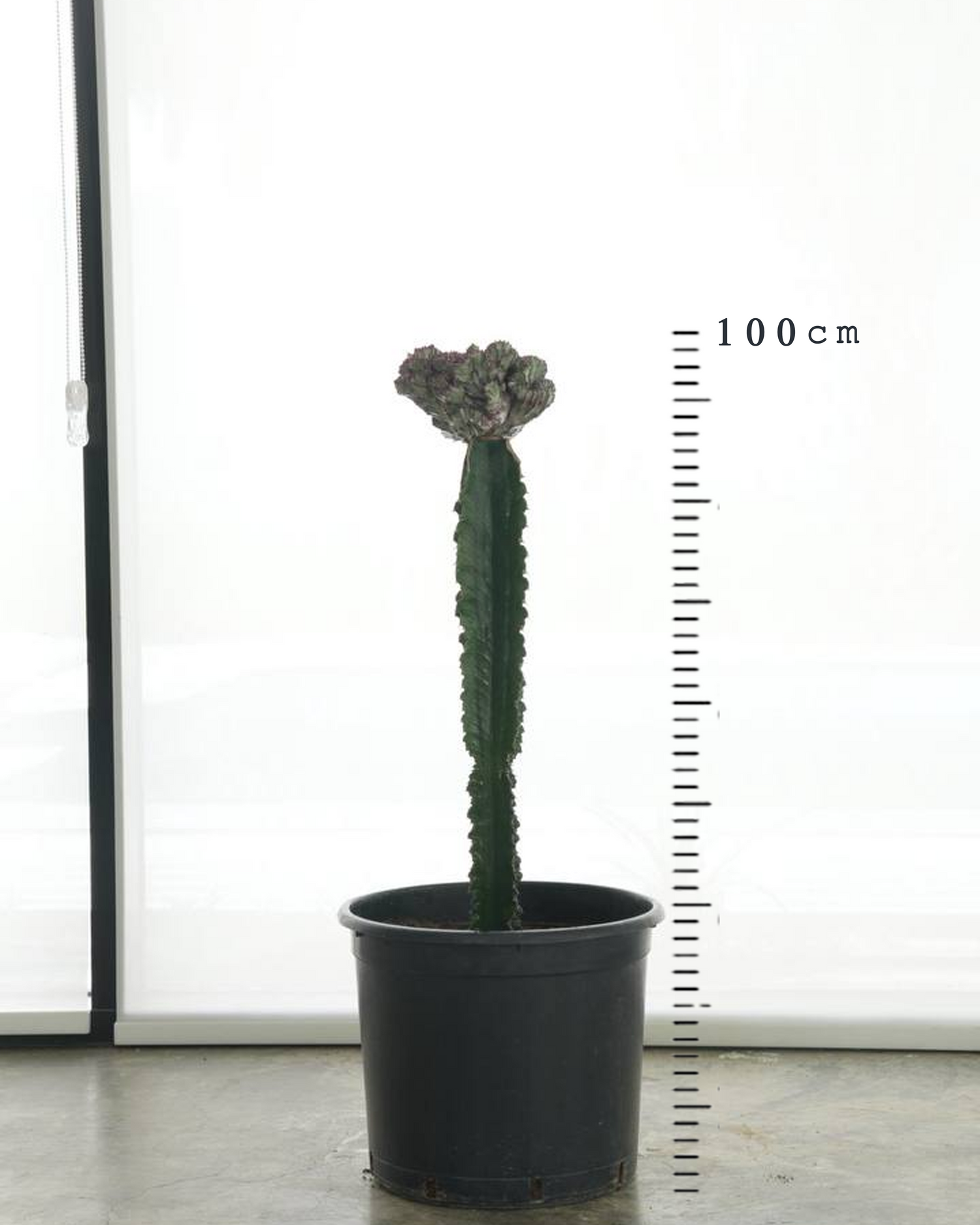 Coral Cactus (Medium Size)