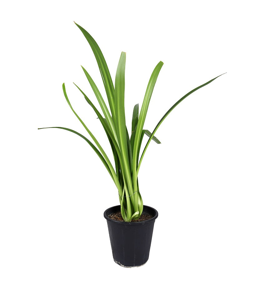 Lilium (Lily)