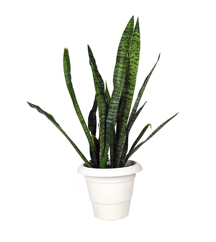 Green Snake Plant (Sansevieria)