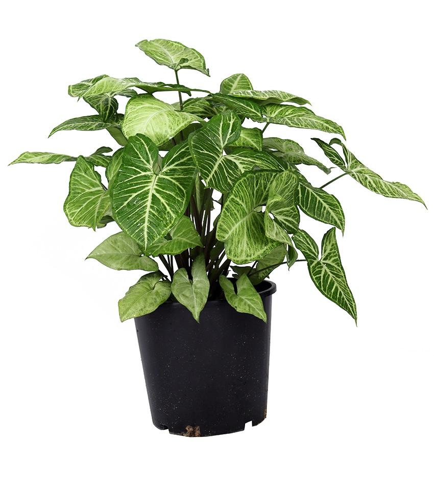 Syngonium