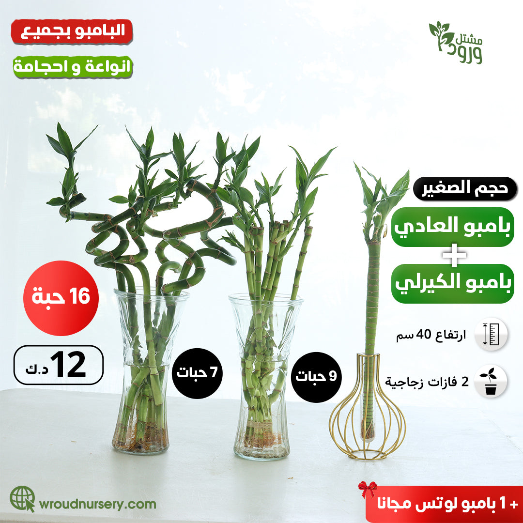 small lucky bamboo + curly bamboo 16(pcs) + bamboo lotus