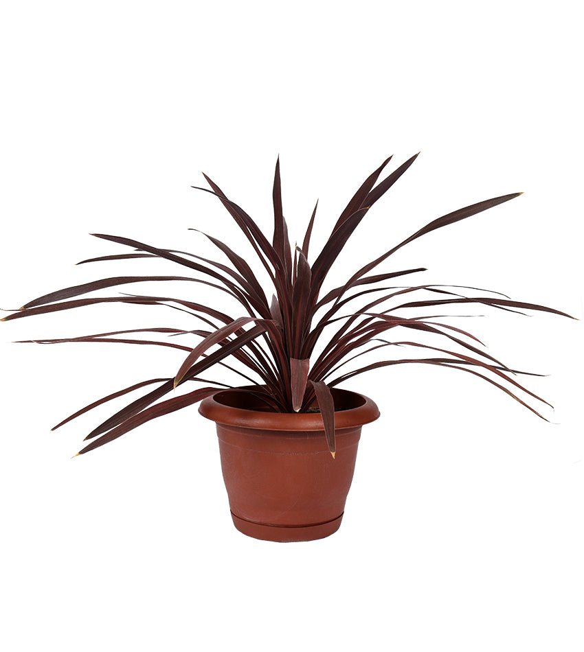 كورديلين أسترالي