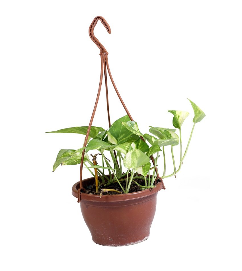 Pothos (Epipremnum aureum)