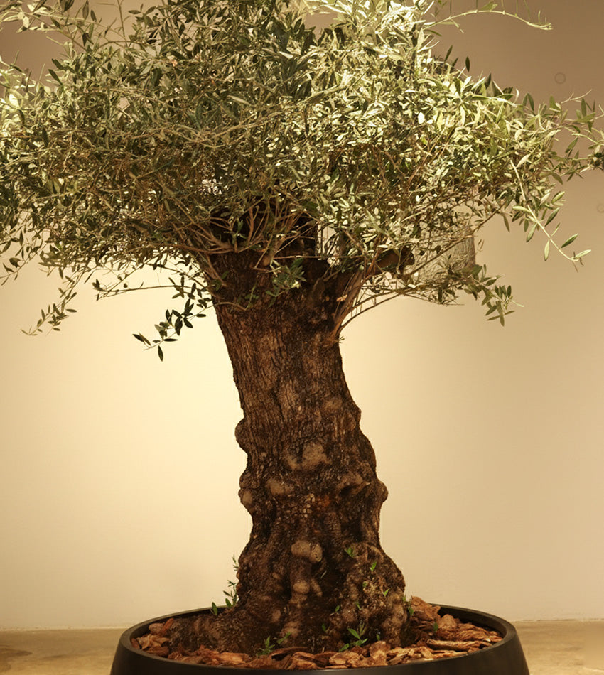 شجرة زيتون إسباني (حجم عملاق) مع حوض + توصيل مجاناً
