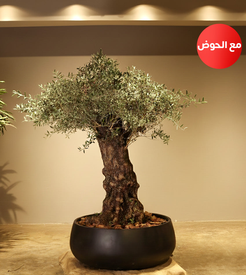 شجرة زيتون إسباني (حجم عملاق) مع حوض + توصيل مجاناً