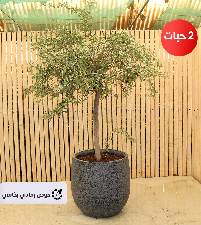 شجرة زيتون إسباني – (2) قطع (حجم كبير) بحوض فايبرجلاس