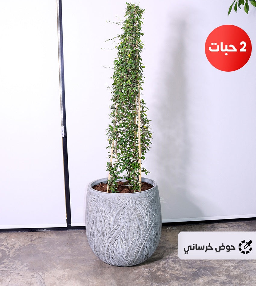 Pyramidal Carmona – (2) pieces (Large size) with concrete or ceramic pot