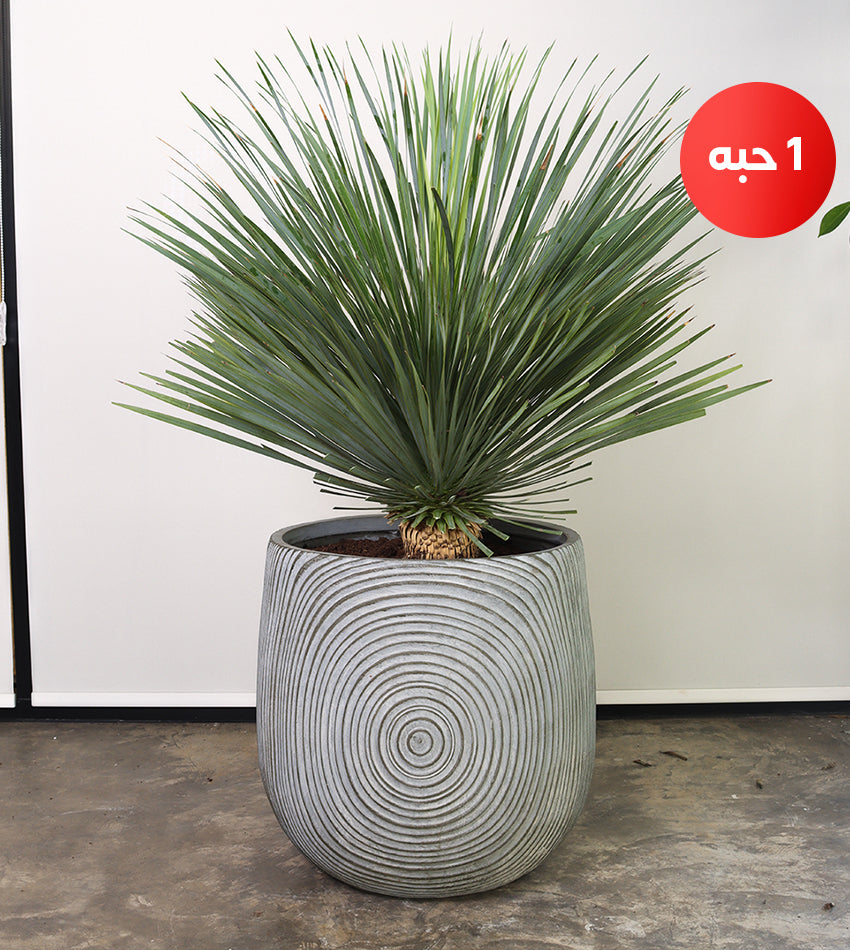 Yucca rostrata – with concrete pot