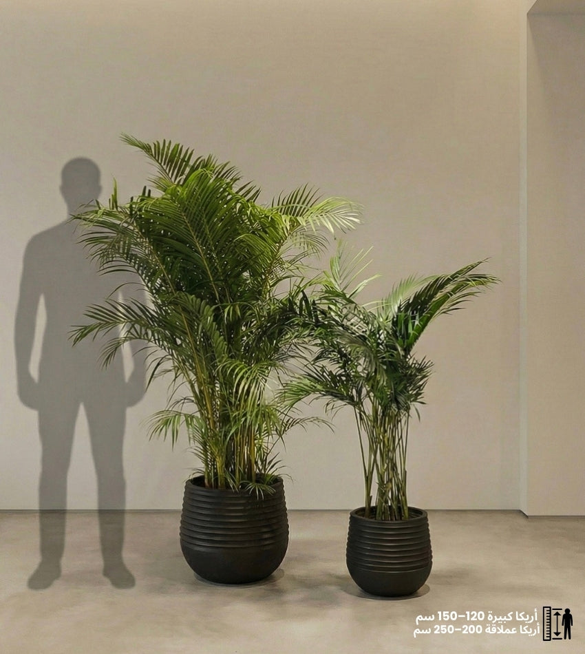 Giant Areca Palm and Large Areca Palm with Pot