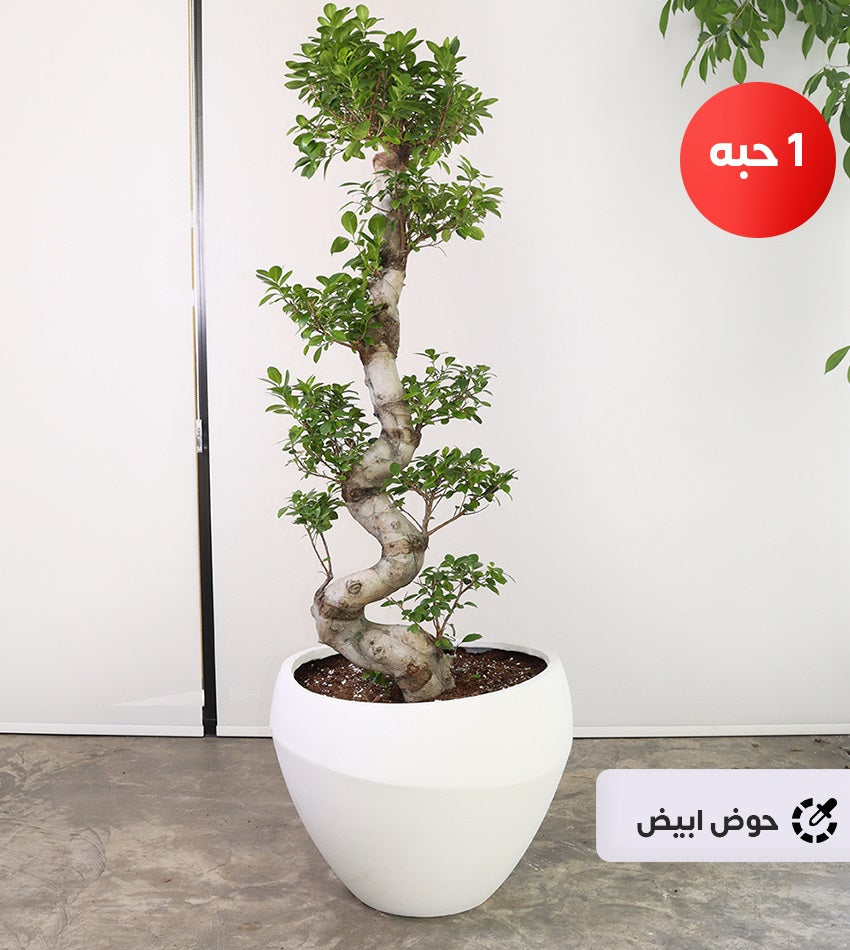 Large Ficus Bonsai – 3 Pieces with Fiberglass Pot