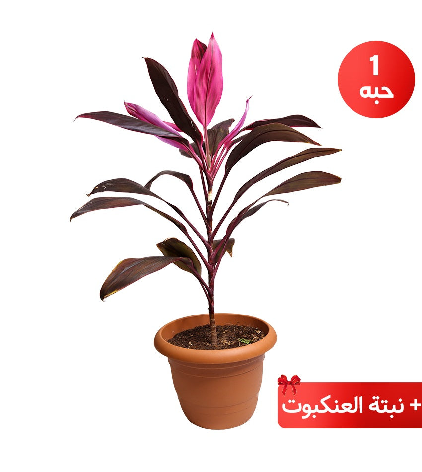 Cordyline Tango + Gold Dust Croton + Ficus Benjamina