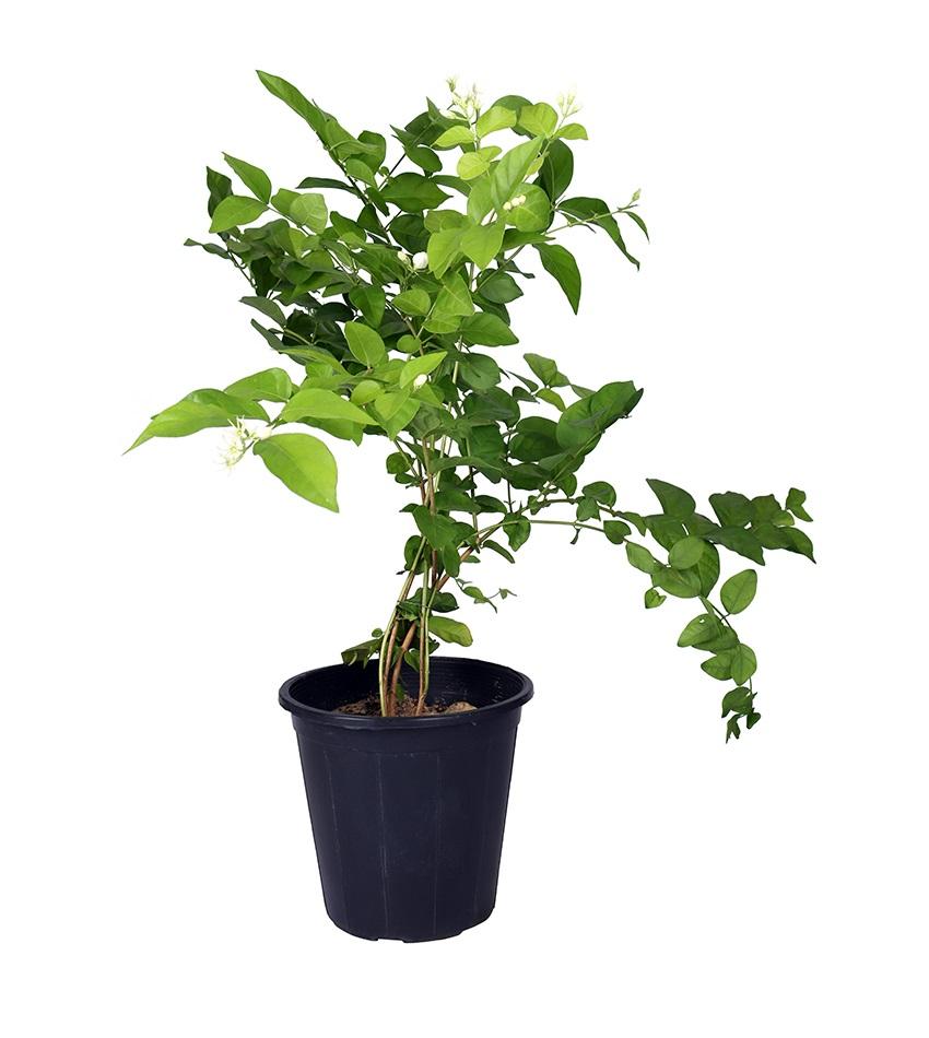 ياسمين سامباك (فل / ياسمين عربي)