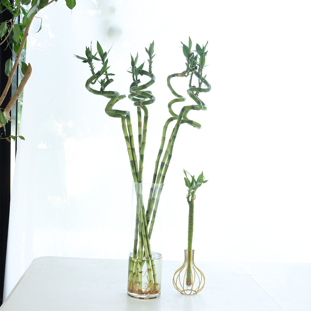 curly bamboo large size 7 ( pcs) + bamboo lutos