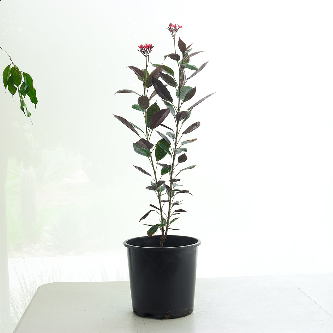 Jatropha plant med size 6 pcs