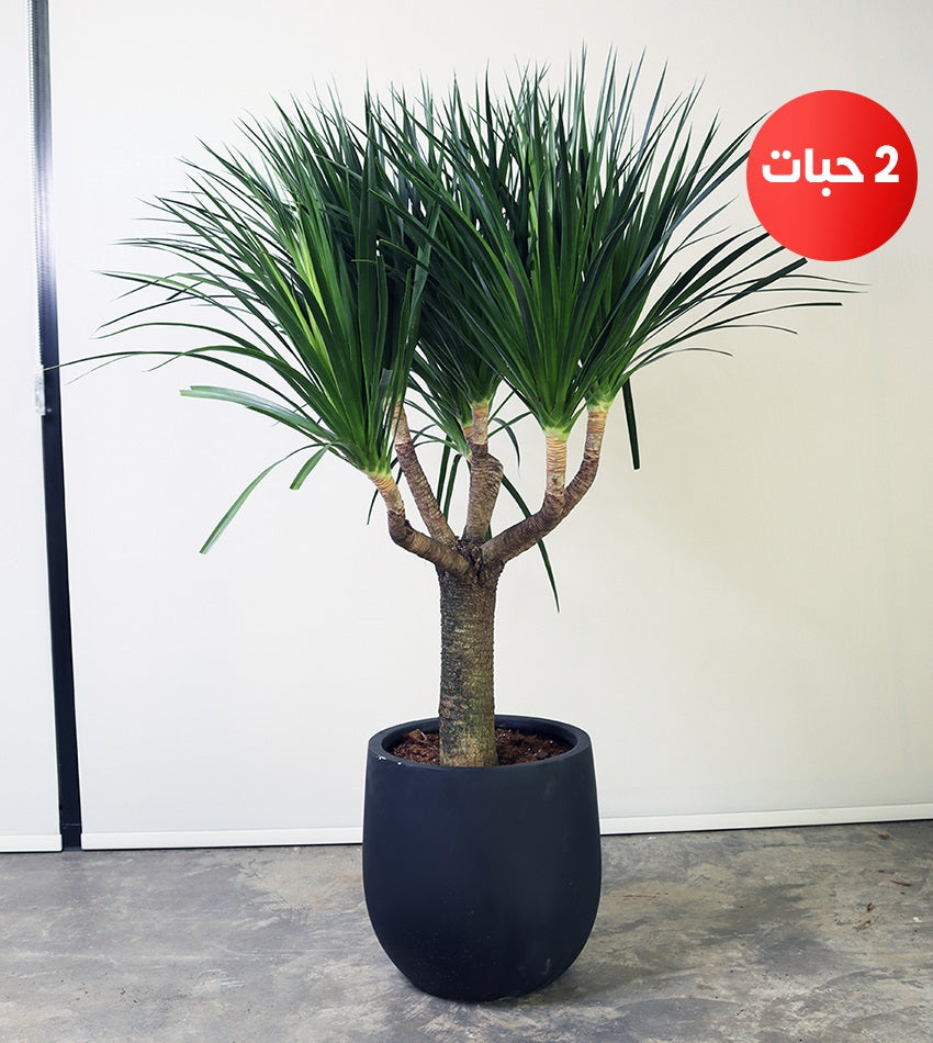(2) Medium Dracaena Draco Plants in Fiberglass Pots + 1 Free Chamadorea Palm