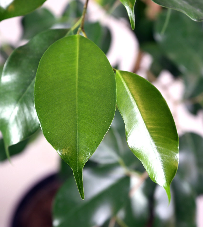 Ficus Benjamina – 4 Plants