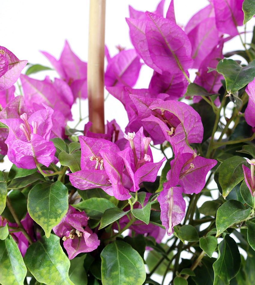 جهنمية تايلندية – (3) قطع