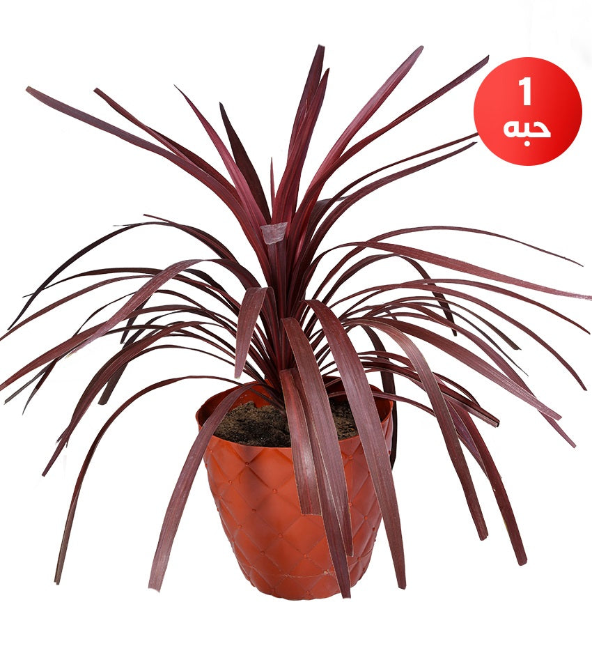 Araucaria + Cordyline australis + Velvet Calathea