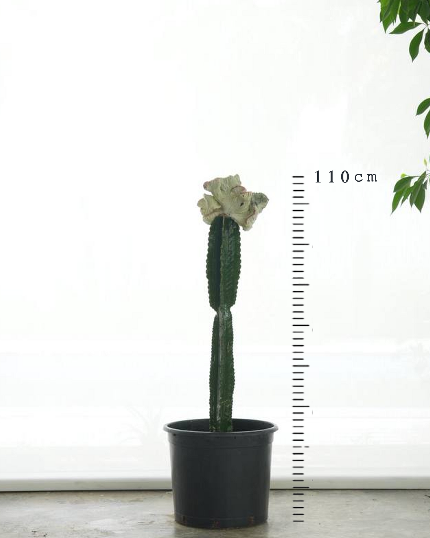 Coral Cactus (Medium Size)