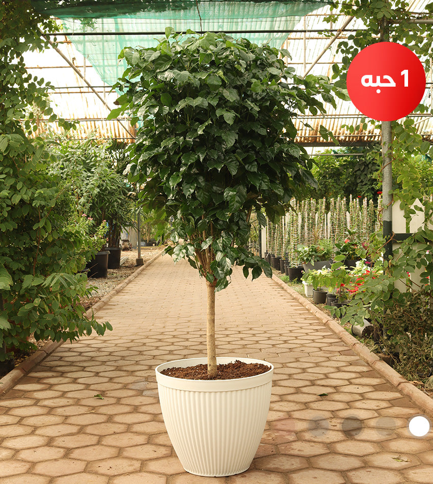 Ficus microcarpa with elegant stem (Chinese banyan tree)