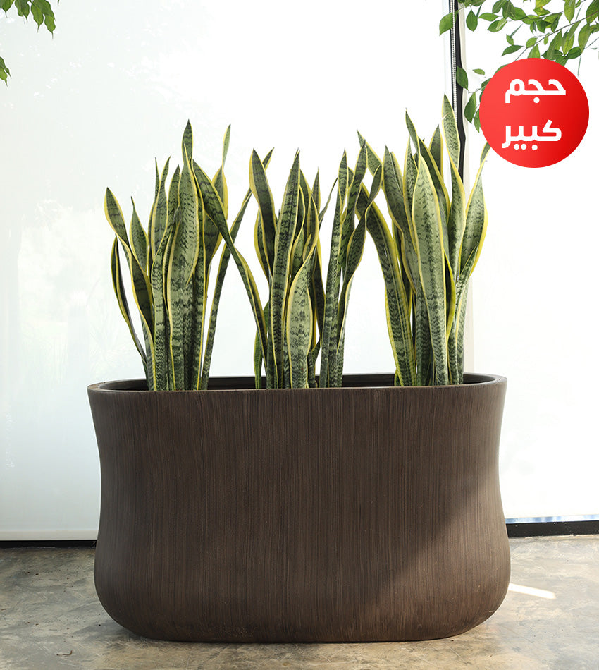 سانسيفيريا (جلد النمر) – 3 نباتات بحوض فايبرجلاس مستطيل كبير