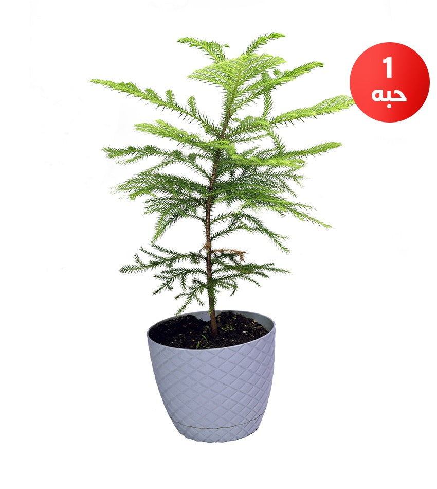 Araucaria + Cordyline australis + Velvet Calathea
