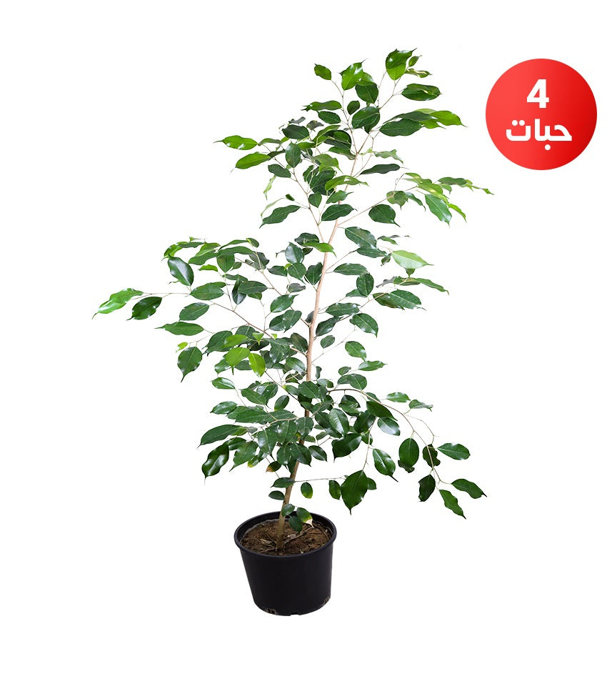 Ficus Benjamina – 4 Plants
