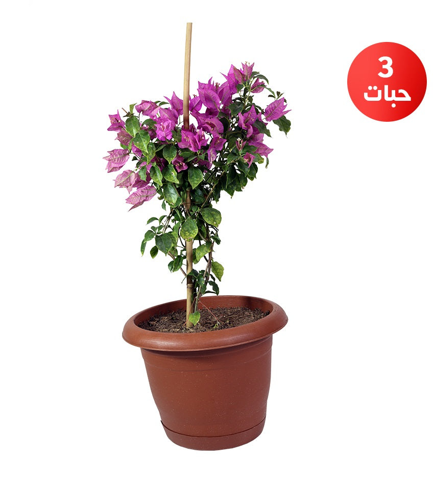 جهنمية تايلندية – (3) قطع