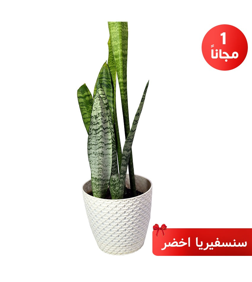 Pothos – 2 Plants + 1 Green Sansevieria