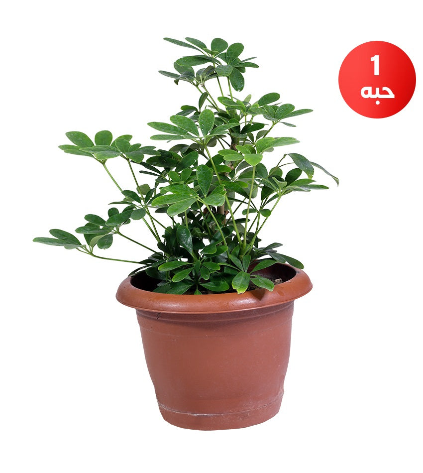 Syngonium + Green Schefflera + Ficus Benjamina